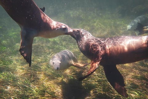 Half-Day Sea Lion Snorkeling Tour From Port Lincoln - Tourism Caloundra 6
