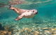 Half-Day Sea Lion Snorkeling Tour From Port Lincoln - thumb 4