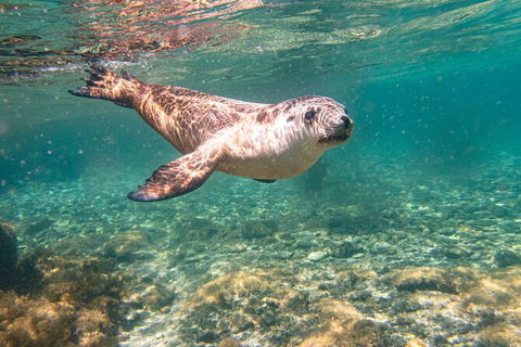 Half-Day Sea Lion Snorkeling Tour From Port Lincoln - Tourism Caloundra 4
