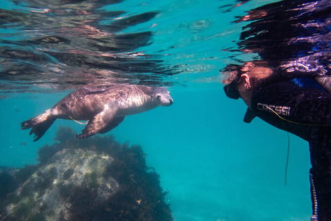 Half-Day Sea Lion Snorkeling Tour From Port Lincoln - Tourism Caloundra 5