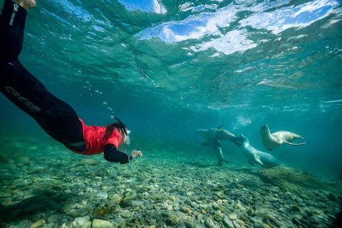 Half-Day Sea Lion Snorkeling Tour From Port Lincoln - Tourism Caloundra 1