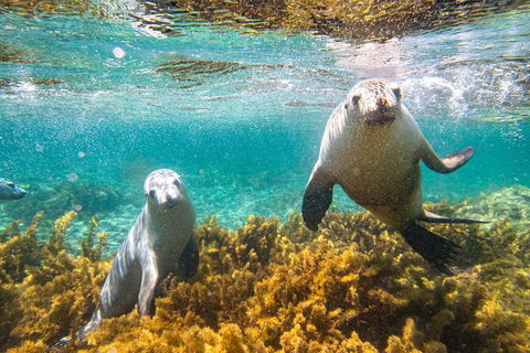 Half-Day Sea Lion Snorkeling Tour From Port Lincoln - Tourism Caloundra 7