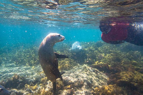 Half-Day Sea Lion Snorkeling Tour From Port Lincoln - Tourism Caloundra 3