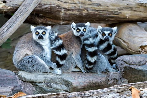 Adelaide Zoo Behind The Scenes Experience: Lemur Feeding - Tourism Caloundra 1