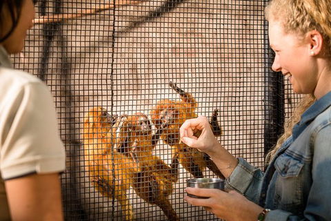 Adelaide Zoo Behind The Scenes Experience: Meet The Primates - Tourism Caloundra 0