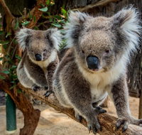 Cleland Wildlife Park Tour from Adelaide including Mount Lofty Summit - Tourism Caloundra
