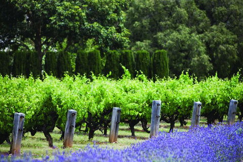 Ultimate Penfolds Magill Estate Experience - Tourism Caloundra 4