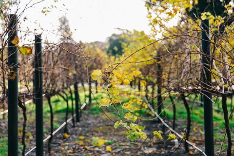 Australian Wine Discovery Tour Ticket - Tourism Caloundra 4