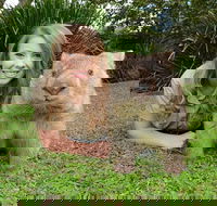 Croc Express to Australia Zoo from Brisbane - Tourism Caloundra