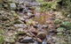 Springbrook AndTamborine Rainforest Tour Incl Natural Bridge And Glow Worm Cave - thumb 4
