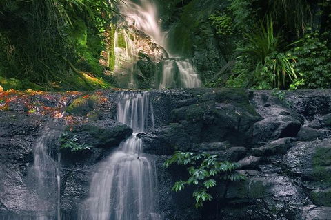 Springbrook AndTamborine Rainforest Tour Incl Natural Bridge And Glow Worm Cave - Tourism Caloundra 1