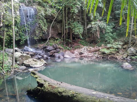 Springbrook AndTamborine Rainforest Tour Incl Natural Bridge And Glow Worm Cave - Tourism Caloundra 3