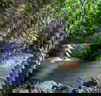 Springbrook andTamborine Rainforest Tour Incl Natural Bridge and Glow Worm Cave - Tourism Caloundra