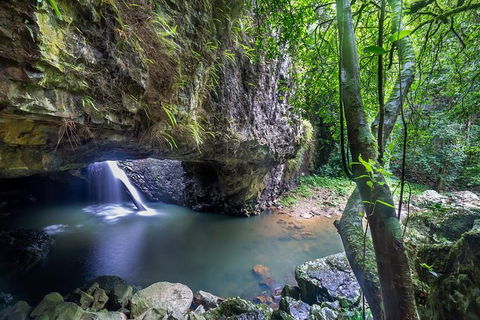 Springbrook AndTamborine Rainforest Tour Incl Natural Bridge And Glow Worm Cave - Tourism Caloundra 0