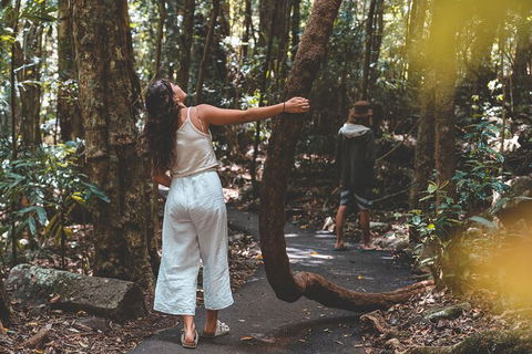 Springbrook AndTamborine Rainforest Tour Incl Natural Bridge And Glow Worm Cave - Tourism Caloundra 12