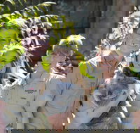 Koala Cuddle Adventure Croc 2 - Tourism Caloundra