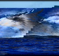 Whale Watching Cruise from Redcliffe Brisbane or the Sunshine Coast - Tourism Caloundra