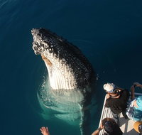 Hervey Bay Whale Watching Experience - Tourism Caloundra