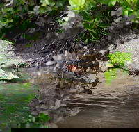 Whitsunday Crocodile Safari including Lunch - Tourism Caloundra
