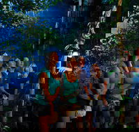 Daintree Rainforest Night Walk from Cape Tribulation - Tourism Caloundra