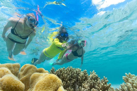 Ocean Safari Great Barrier Reef Experience In Cape Tribulation - Tourism Caloundra 4