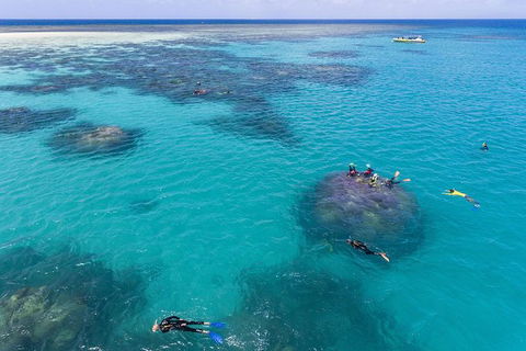 Ocean Safari Great Barrier Reef Experience In Cape Tribulation - Tourism Caloundra 12