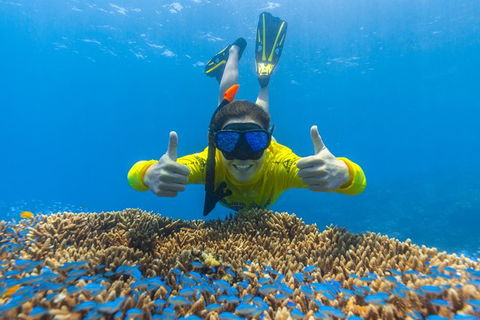 Ocean Safari Great Barrier Reef Experience In Cape Tribulation - Tourism Caloundra 5