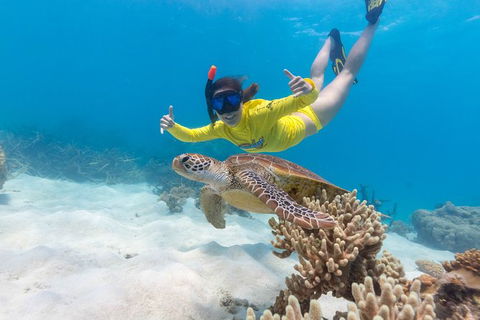 Ocean Safari Great Barrier Reef Experience In Cape Tribulation - Tourism Caloundra 13