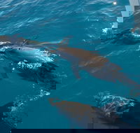 Fraser Island  Dolphin Sailing Adventure - Tourism Caloundra