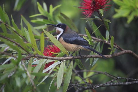 Small-Group 4WD Lamington National Park Day Trip From Brisbane - Tourism Caloundra 4