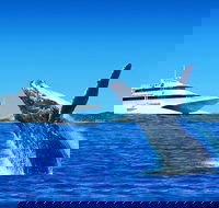 Tangalooma Island Resort Dolphin Viewing Day Cruise with Whale Watching - Tourism Caloundra