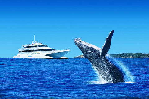 Tangalooma Island Resort Premium Dolphin Feeding Day Cruise With Whale Watching - Tourism Caloundra 0