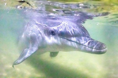 Tangalooma Island Resort Premium Dolphin Feeding Day Cruise With Whale Watching - Tourism Caloundra 1