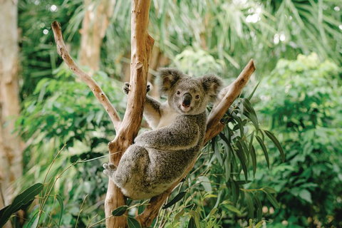 Full-Day Small-Group History And Heritage Tour Of Brisbane City - Tourism Caloundra 1