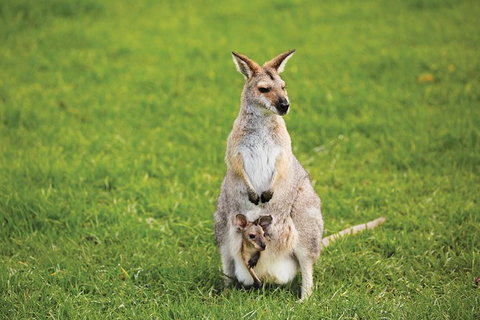 Full-Day Small-Group History And Heritage Tour Of Brisbane City - Tourism Caloundra 3