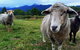 2hr Animal Tour - thumb 1