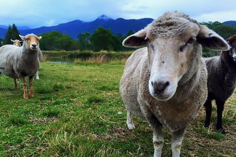 2hr Animal Tour - Tourism Caloundra 1