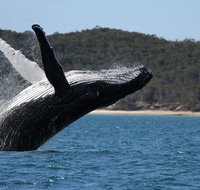 Hervey Bay Ultimate Whale Watching Cruise - Tourism Caloundra