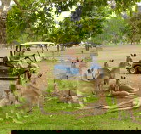 Small-Group Wildlife and Rainforest Tour from Port Douglas - Tourism Caloundra