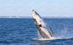 Hervey Bay Whale Watching Cruise - thumb 2