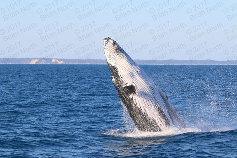 Hervey Bay Whale Watching Cruise - Tourism Caloundra 2