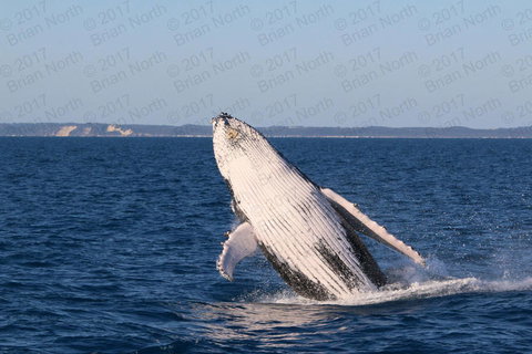 Hervey Bay Whale Watching Cruise - Tourism Caloundra 3