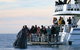 Hervey Bay Whale Watching Cruise - thumb 0