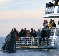 Hervey Bay Whale Watching Cruise - Tourism Caloundra