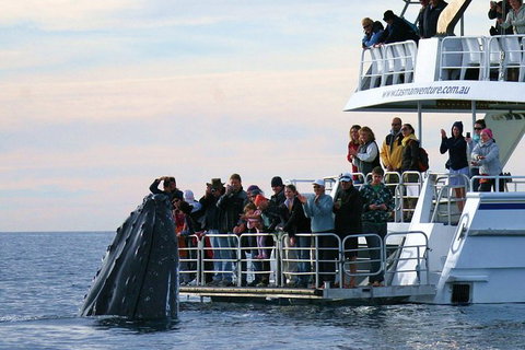 Hervey Bay Whale Watching Cruise - Tourism Caloundra 0