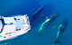 Hervey Bay Whale Watching Cruise - thumb 9