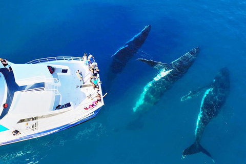 Hervey Bay Whale Watching Cruise - Tourism Caloundra 9
