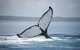 Hervey Bay Whale Watching Cruise - thumb 11