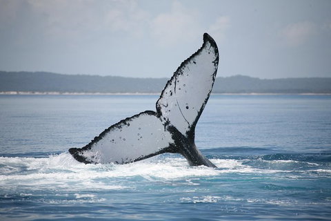 Hervey Bay Whale Watching Cruise - Tourism Caloundra 11