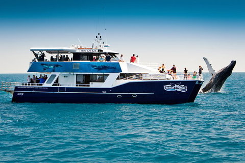 Hervey Bay Whale Watching Cruise - Tourism Caloundra 7